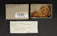 Clavulinopsis fusiformis image