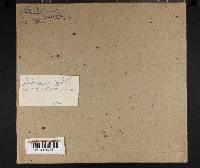 Bondarzewia berkeleyi image