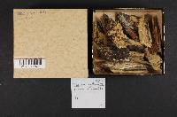 Odontia spathulata image