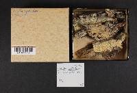 Odontia spathulata image