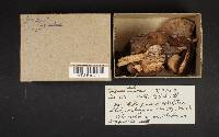 Fomitopsis cajanderi image