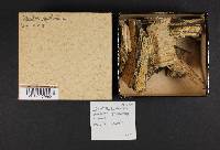 Odontia spathulata image