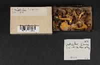 Thumbnail image of current specimen