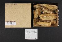 Odontia spathulata image
