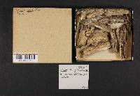 Odontia spathulata image