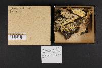 Odontia spathulata image