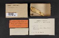 Byssocorticium atrovirens image