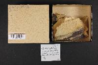 Odontia spathulata image