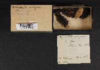 Hymenochaete rubiginosa image