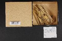 Odontia spathulata image