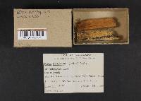 Anomoporia bombycina image