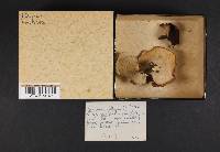 Polyporus leptocephalus image