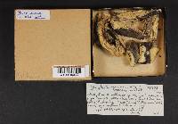 Phanerochaete sordida image
