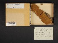 Phellinus conchatus image