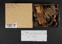 Plicaturopsis crispa image