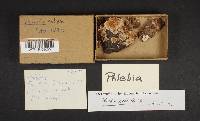 Phlebia radiata image