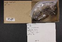 Merulius tremellosus image