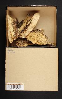 Perenniporia subacida image