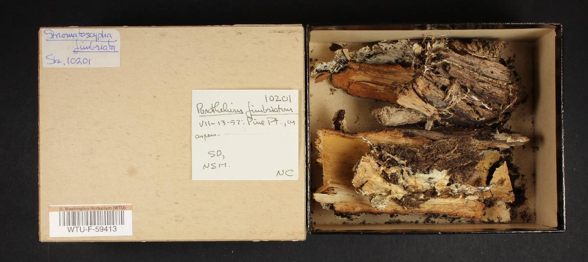 Stromatoscypha fimbriata image