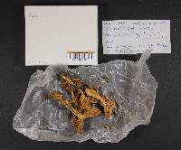 Hydnum umbilicatum image