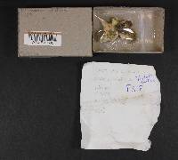 Trichaptum abietinum image