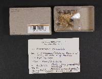 Clavulinopsis corniculata image