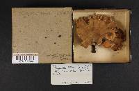 Polyporus varius image