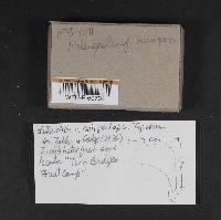 Media resource of Melanogaster macrosporus