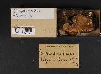 Tyromyces chioneus image