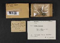 Phallogaster saccatus image