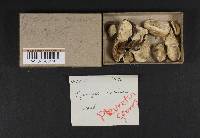 Postia caesia image