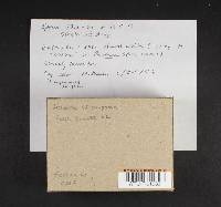 Helvella compressa image