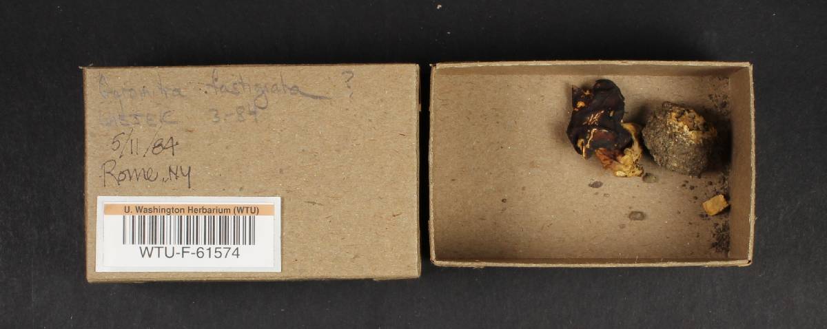 Gyromitra fastigiata image