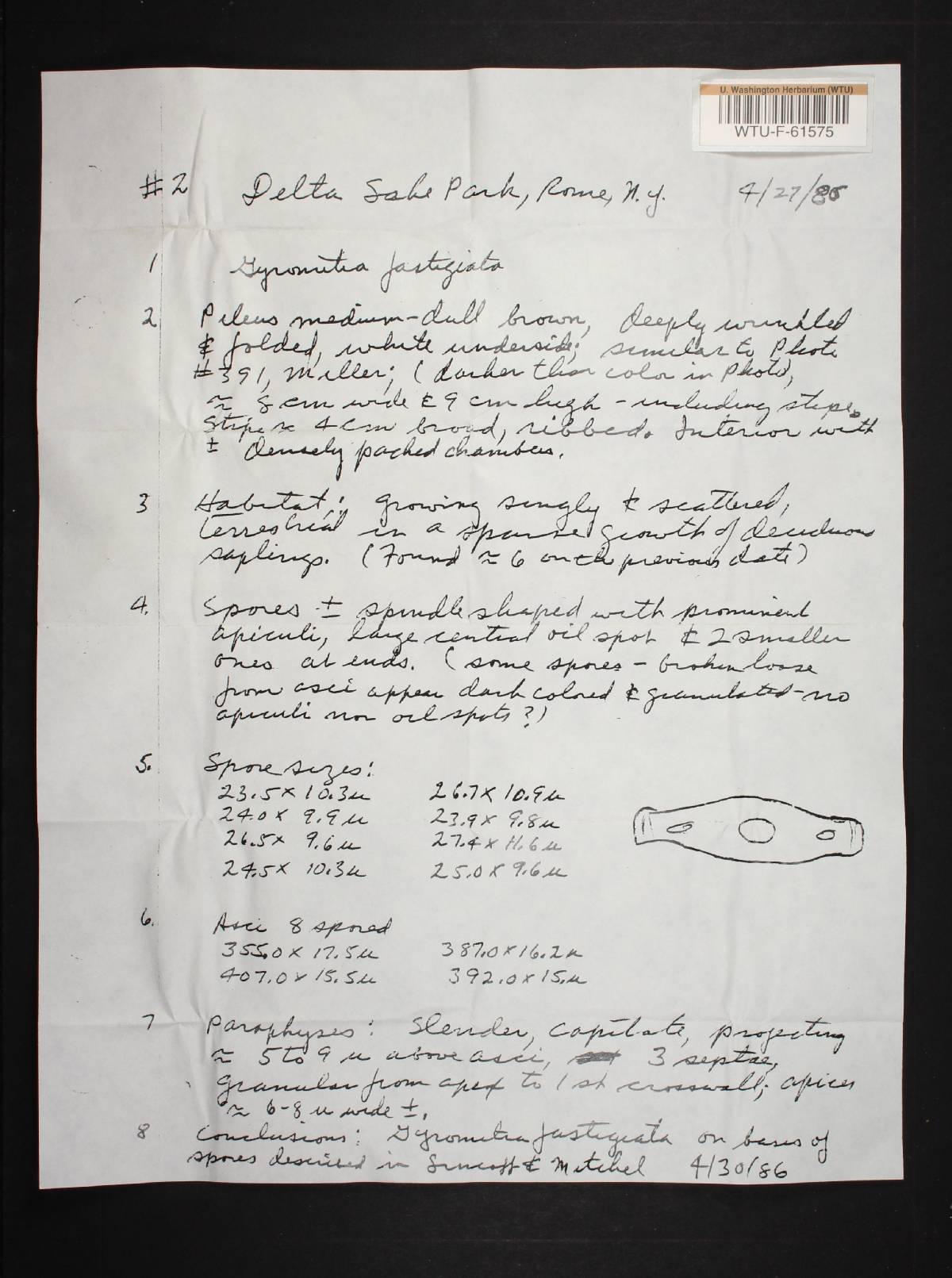 Gyromitra fastigiata image