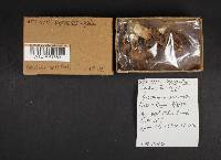 Gyromitra infula image