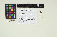 Media resource of Inocybe bufonia