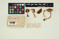 Image Associated With the Occurrence