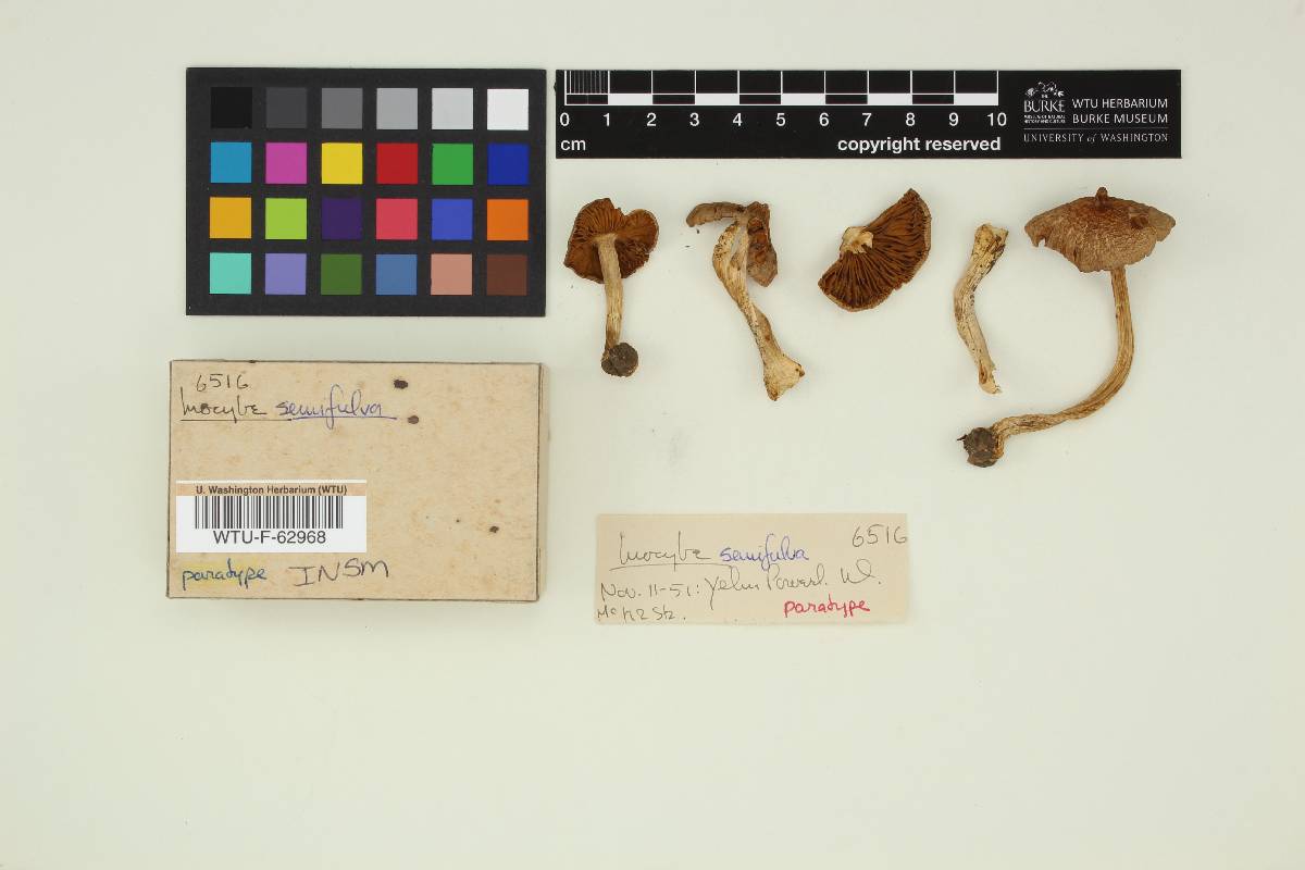 Inocybe semifulva image