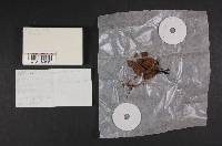 Geoglossum simile image