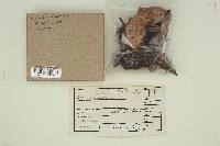 Agaricus hondensis image