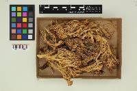 Ramaria velocimutans image