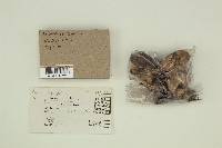 Agaricus californicus image