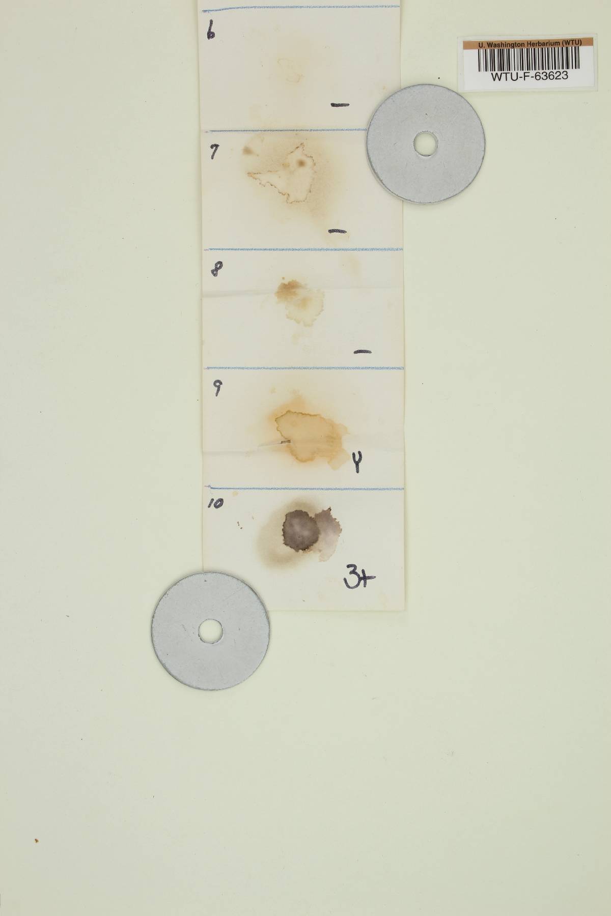 Ramaria rubricarnata image