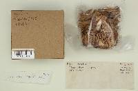 Ramaria stricta image