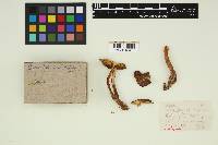 Media resource of Rhodocollybia subnigra