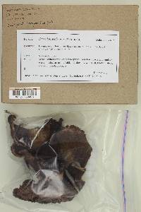 Sarcodon scabrosus image