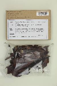 Image Associated With the Occurrence