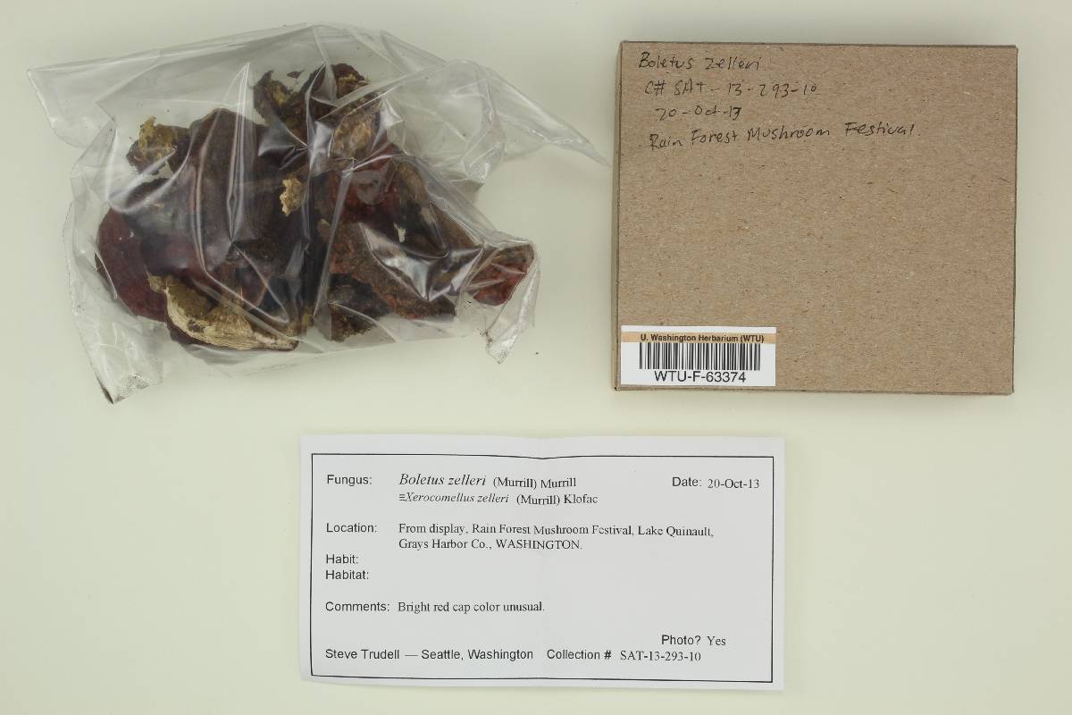 Xerocomus zelleri image