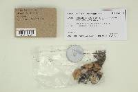 Psilocybe stuntzii image