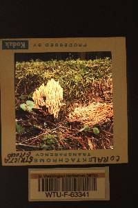 Ramaria stricta image